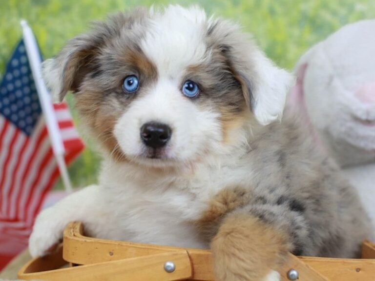 Mini American Shepherd