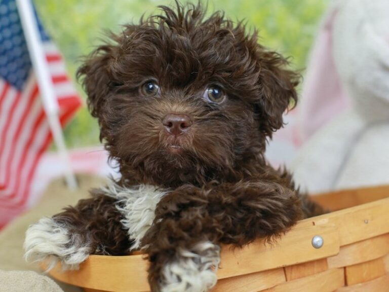 Shih Poo