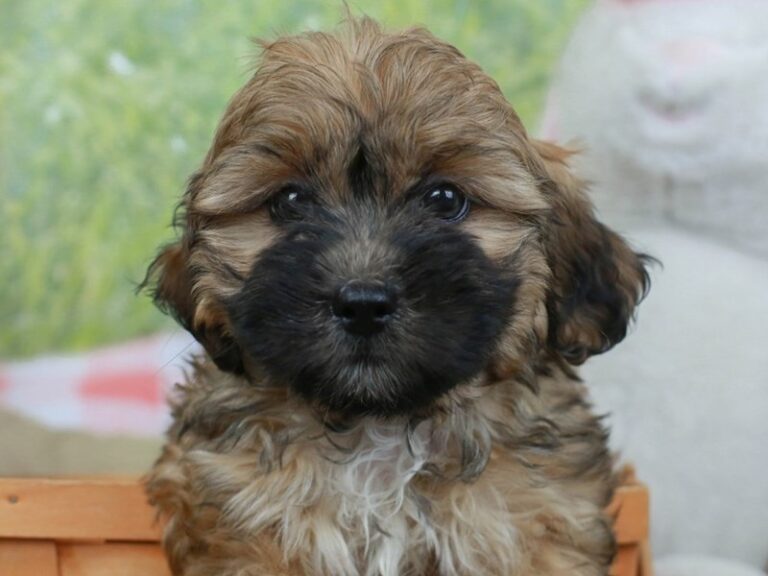 Lhasa Poo