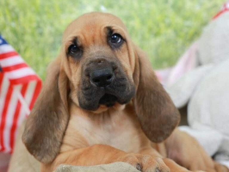 Bloodhound