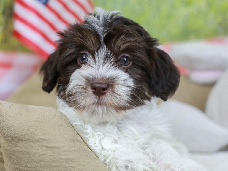 Havanese