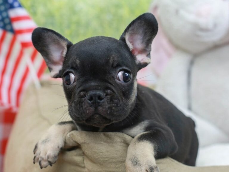 French Bulldog
