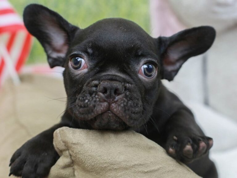 French Bulldog