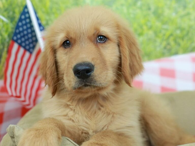 Golden Retriever