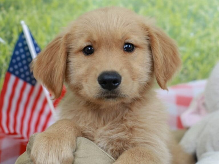 Golden Retriever