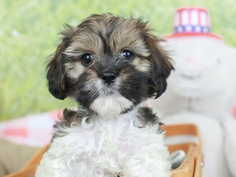 Lhasa Poo