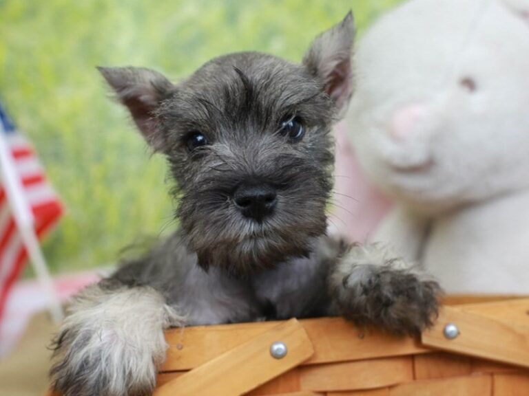 Miniature Schnauzer