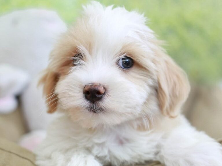 Havanese