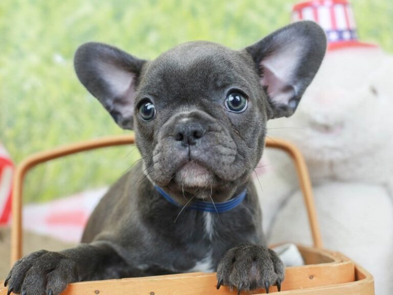 French Bulldog