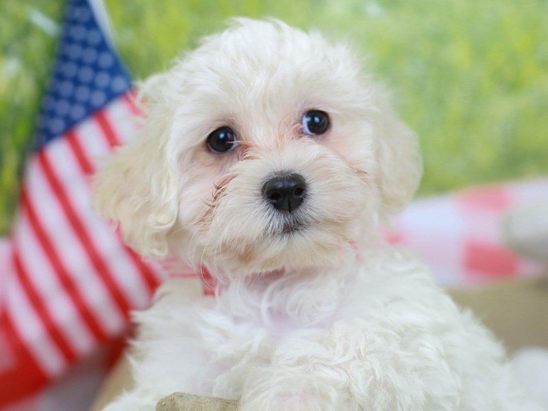 Malti Poo-Male--2759248-Animal Kingdom | Puppies N Love