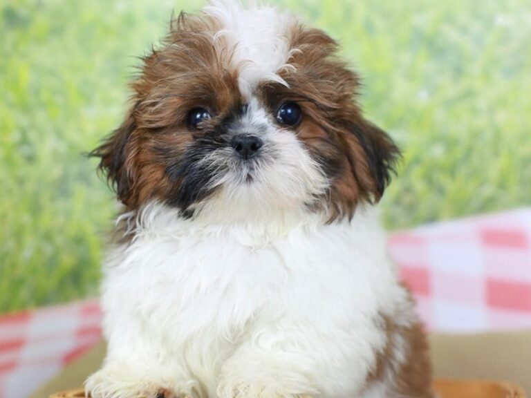 Shih Tzu
