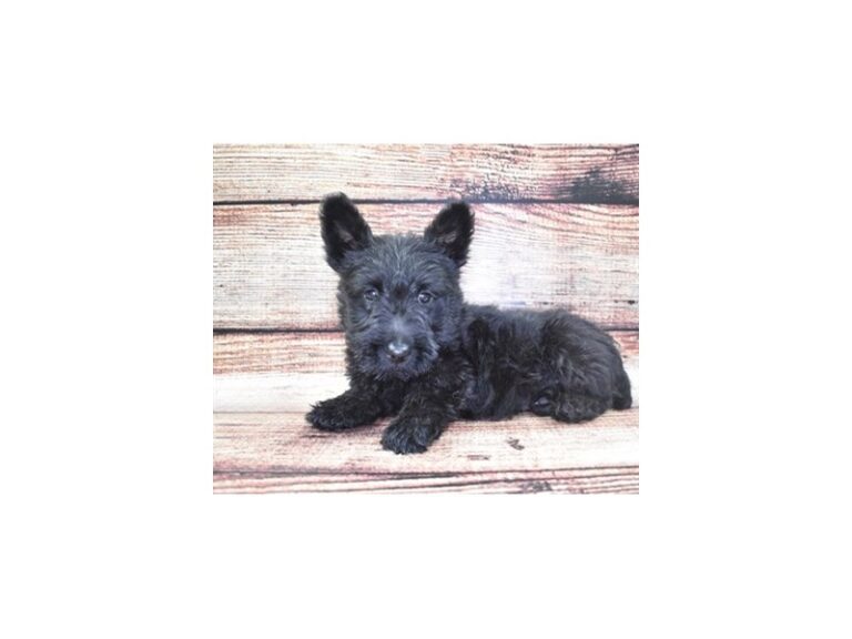 Scottish Terrier