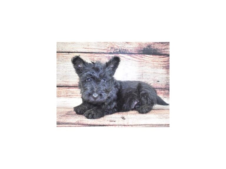 Scottish Terrier