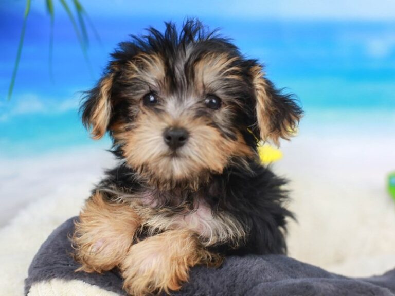 Morkie
