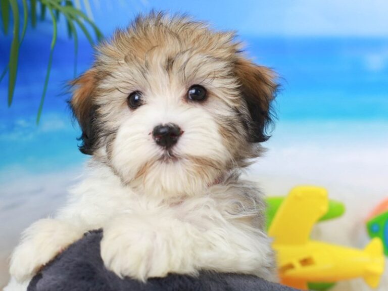 Havanese