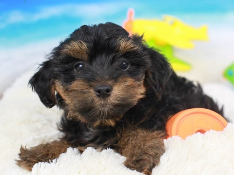 Yorkie Poo