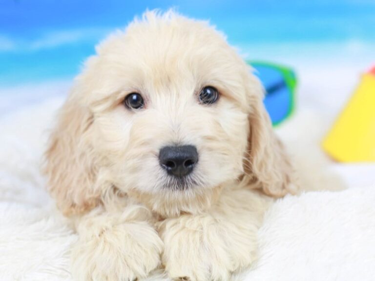 Mini Goldendoodle