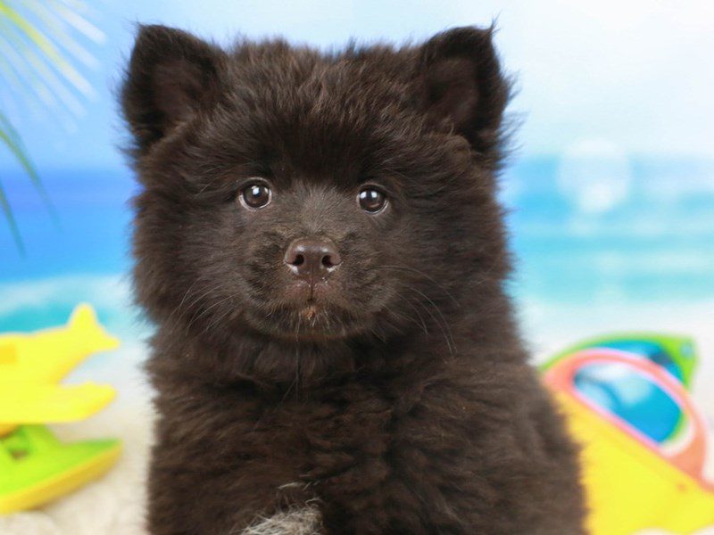 Chom-Female--2766081-Animal Kingdom | Puppies N Love