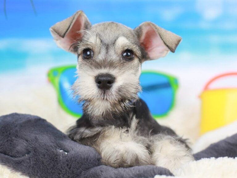 Mini Schnauzer