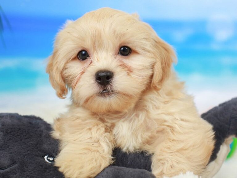 Shih Poo
