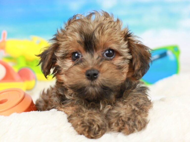 Yorkie Poo