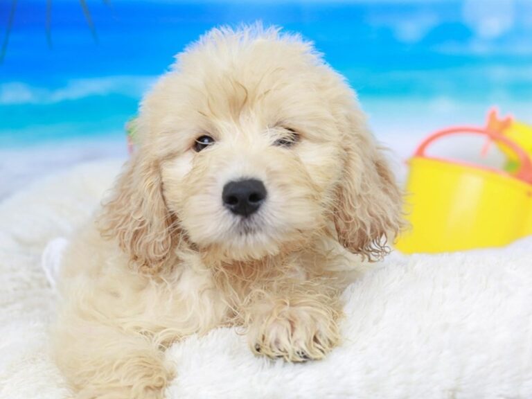 Mini Goldendoodle