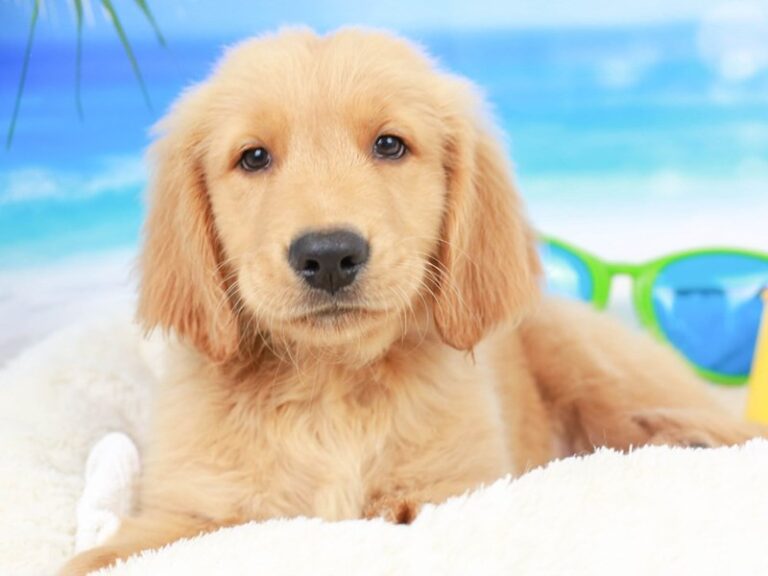 Golden Retriever