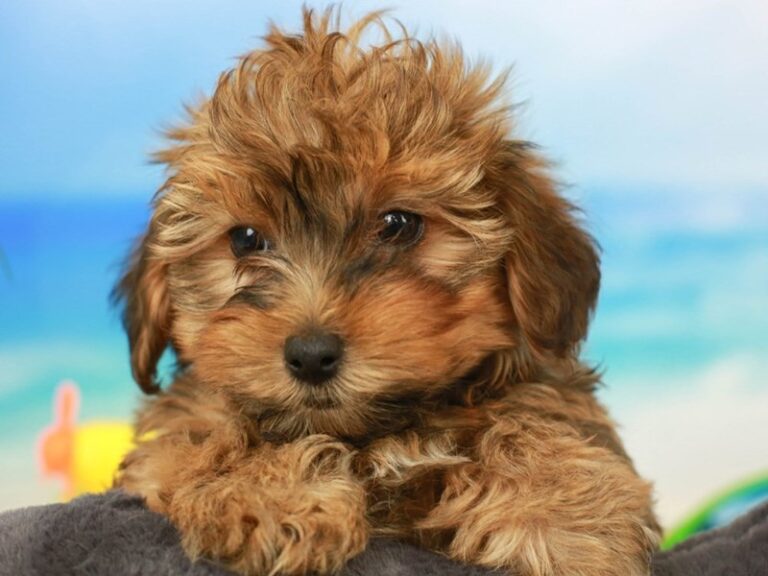 Yorkie Poo