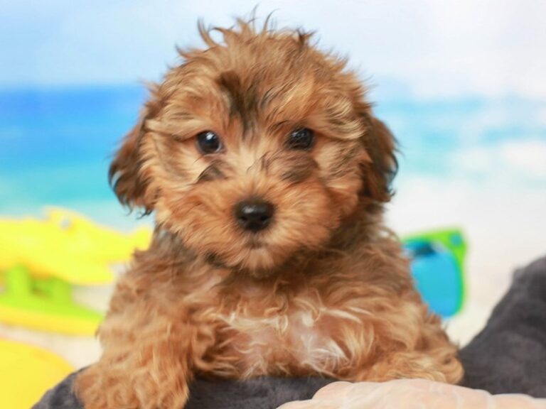 Yorkie Poo