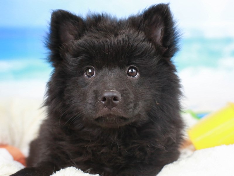 Chom-Female--2766082-Animal Kingdom | Puppies N Love