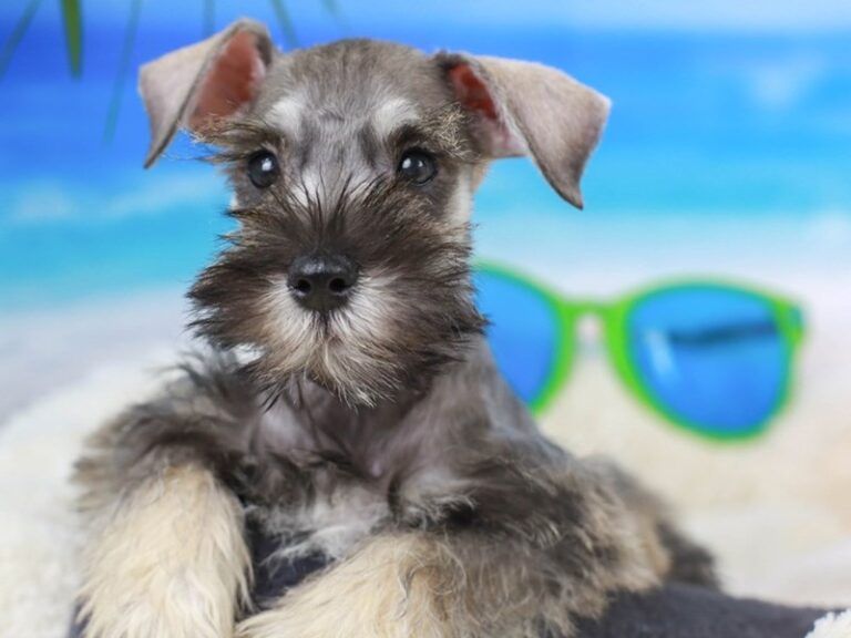 Mini Schnauzer