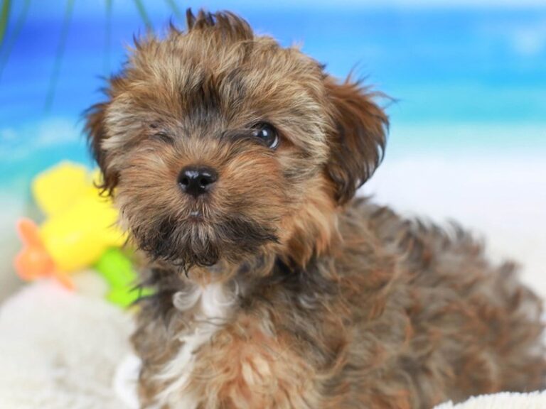 Yorkie Poo