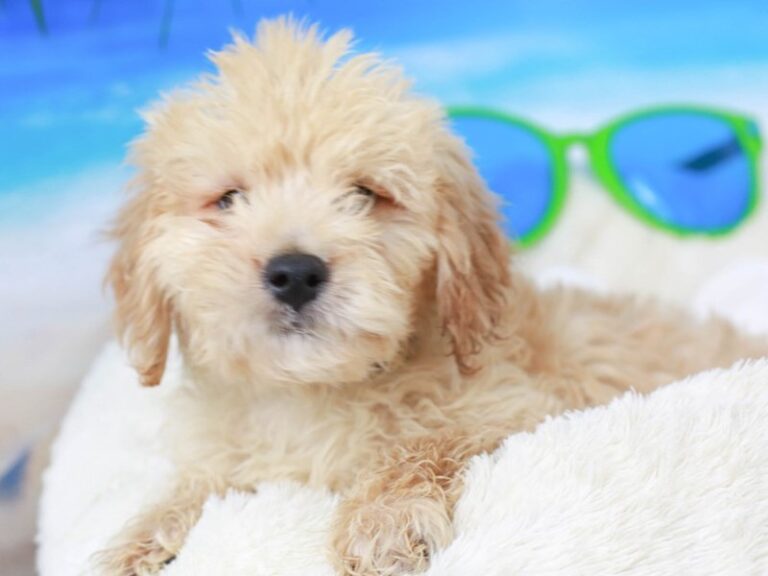 Mini Goldendoodle