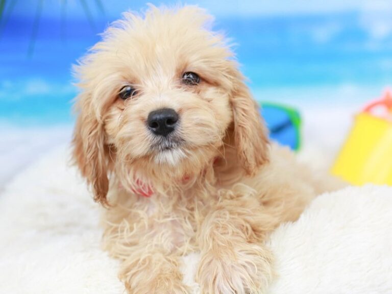 Mini Goldendoodle
