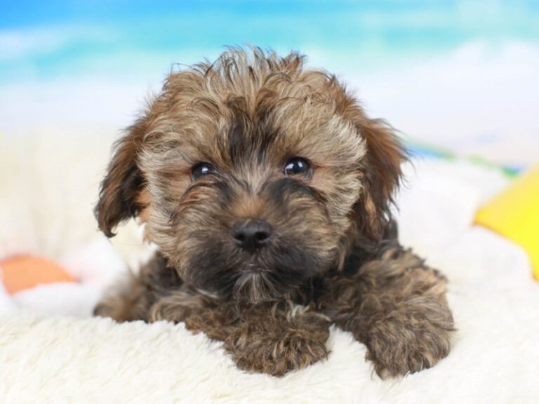 Yorkie Poo