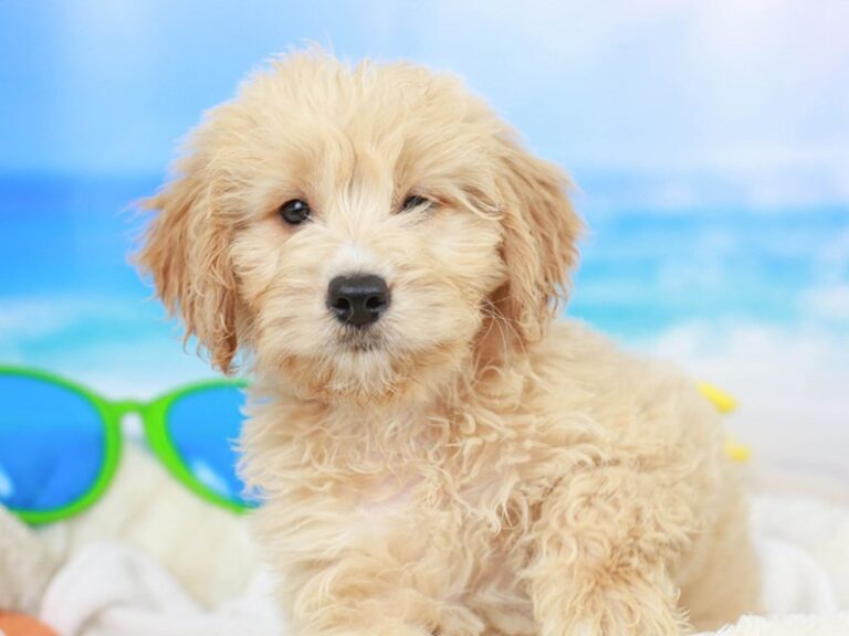 Mini Goldendoodle