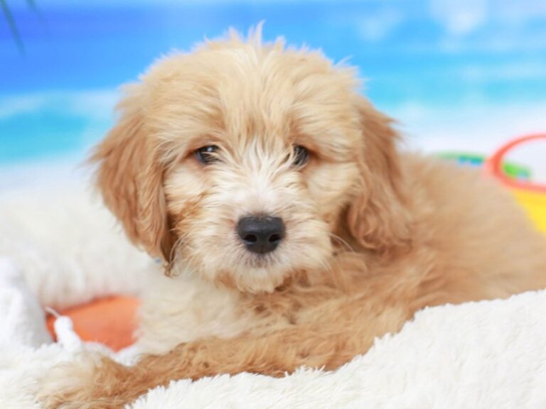 Mini Goldendoodle
