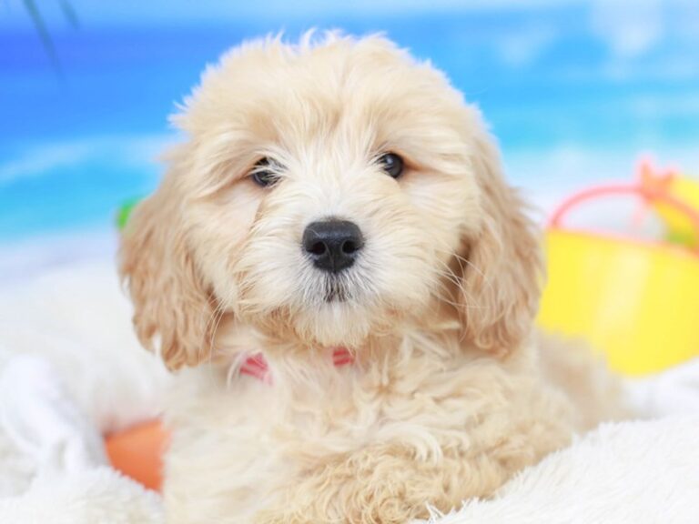 Mini Goldendoodle