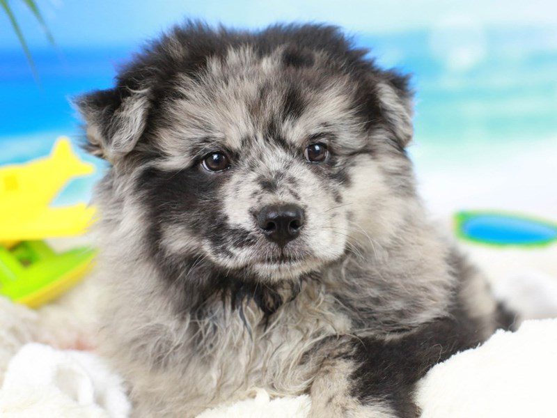 Chom-Female--2766083-Animal Kingdom | Puppies N Love