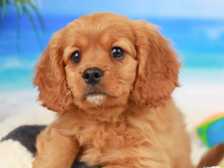 Cavapoo