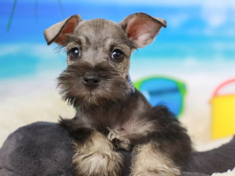 Mini Schnauzer