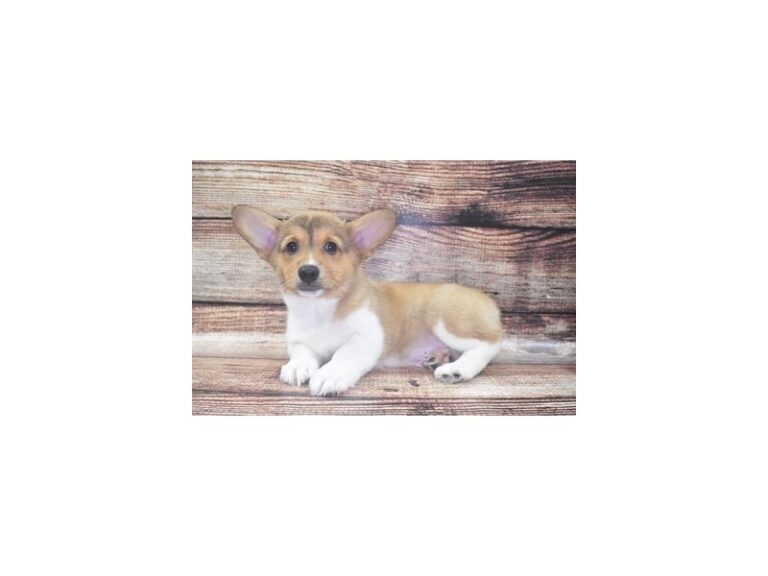 Pembroke Welsh Corgi