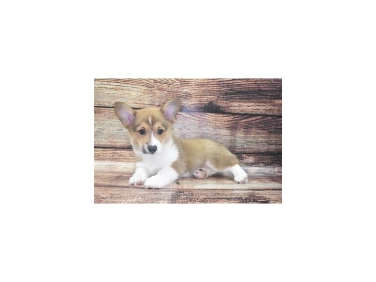 Pembroke Welsh Corgi