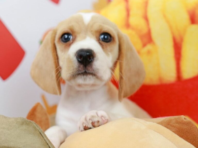 Beagle