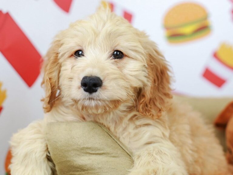 Mini Goldendoodle