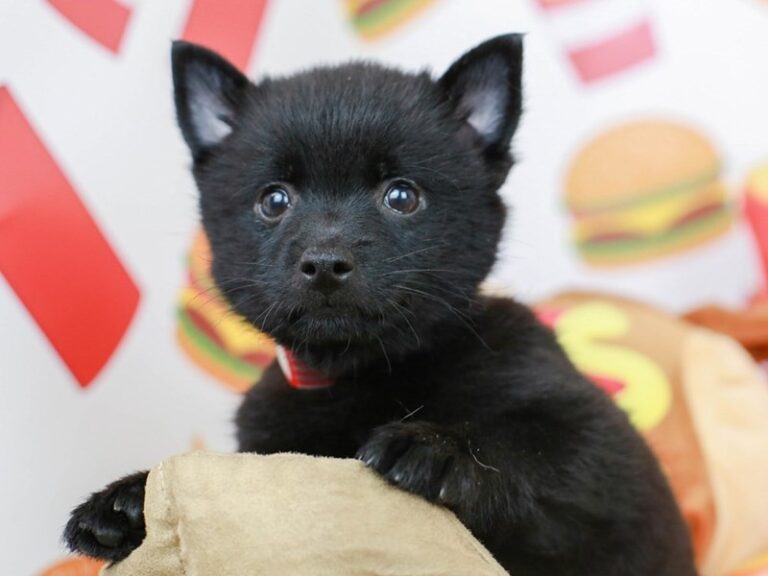 Schipperke