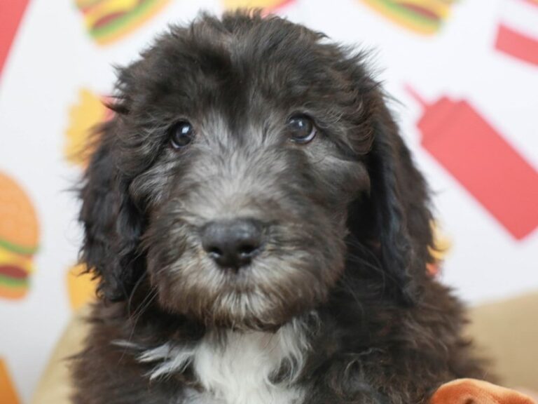 Sheepadoodle