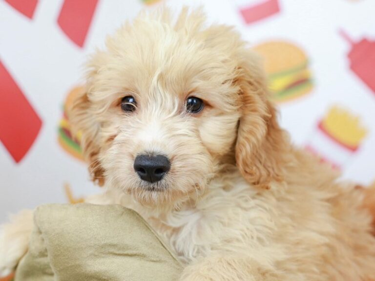 Mini Goldendoodle