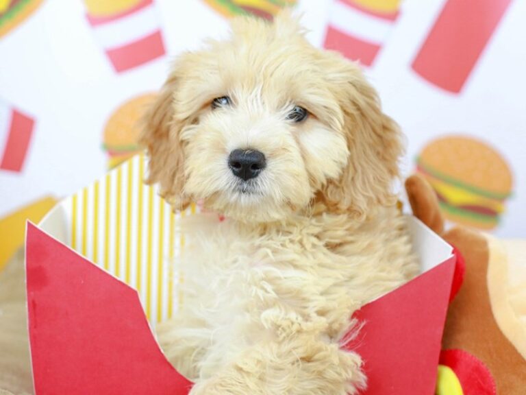 Mini Goldendoodle