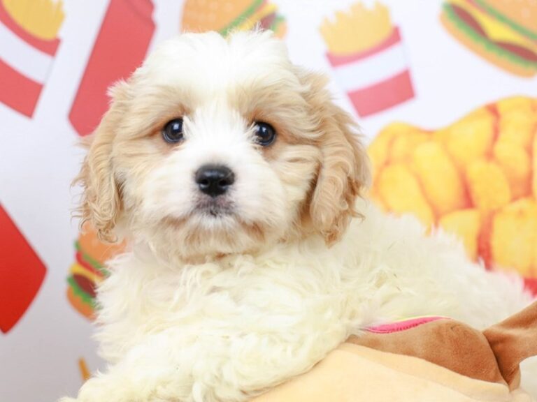 Cavachon